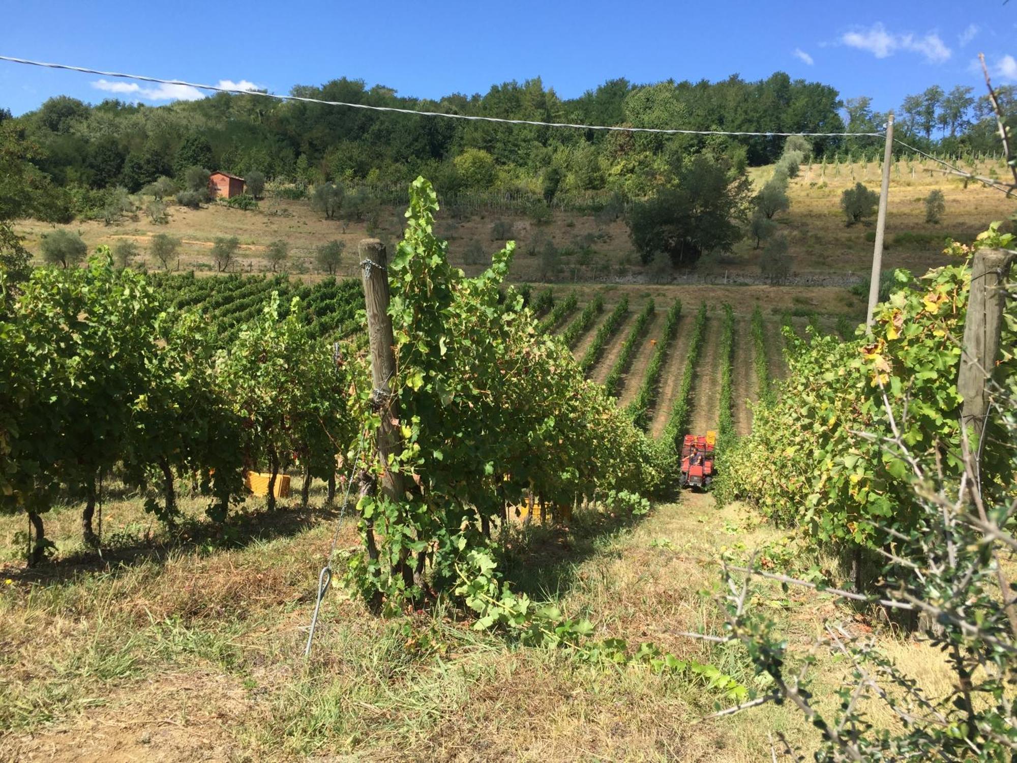 Agriturismo Il Bardellino فيفيزانو المظهر الخارجي الصورة